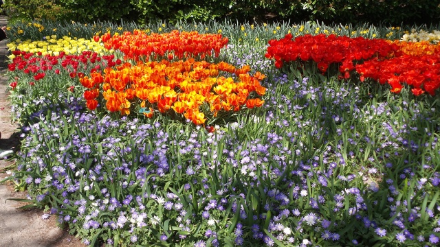 2014-04-17 Holland Tulips 71.jpg